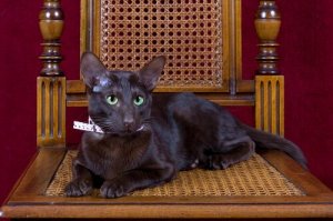 Gato Havana, marrom como o tabaco e o café
