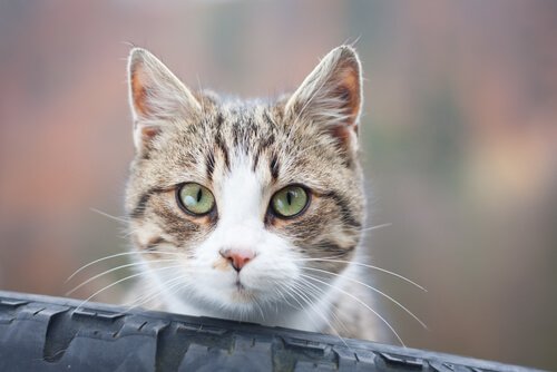 Por que seu gato olha fixamente para você?