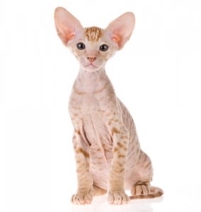 Gato Peterbald