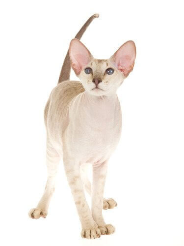 gato peterbald comportamento