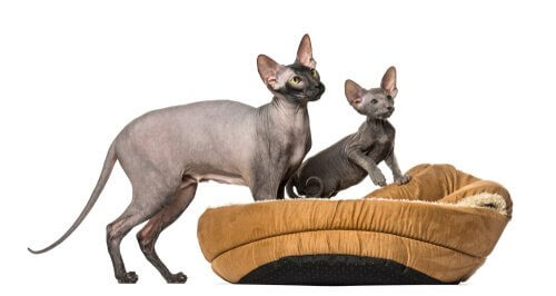 gato peterbald cuidados