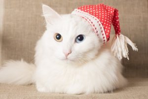 7 raças de gatos com pelagem abundante