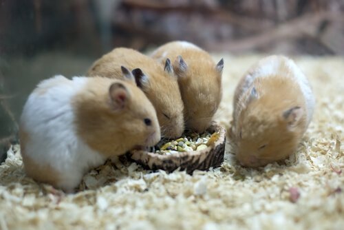 Alimentação dos hamsters