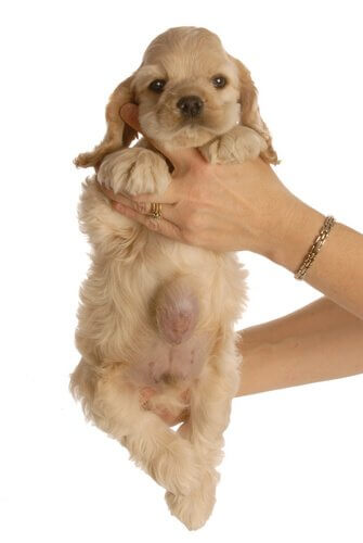 Hérnia umbilical em cães