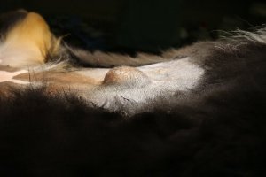 Hérnia umbilical em cães