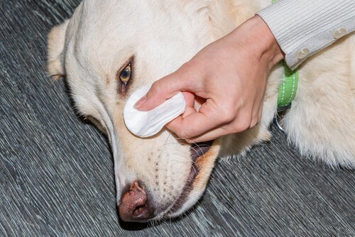 limpar os olhos do seu cão