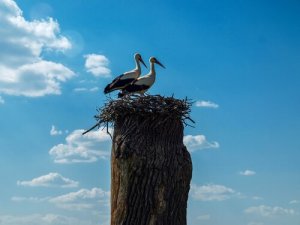 Klepetan e Malena, dois pássaros apaixonados