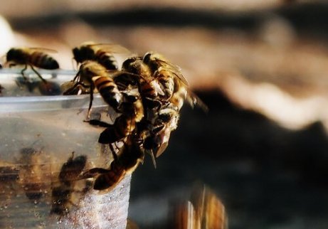 Importância das abelhas polinizadoras