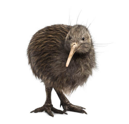 kiwi, pássaro que não voa