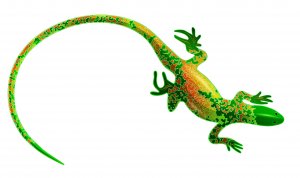 Lagartos e salamandras: semelhanças e diferenças