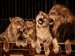 O que é o dimorfismo sexual em animais