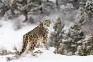 Leopardo-das-neves: características, comportamento e habitat