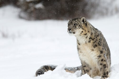 animais da china leopardo das neves