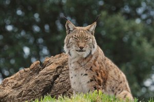 O último lince ibérico?
