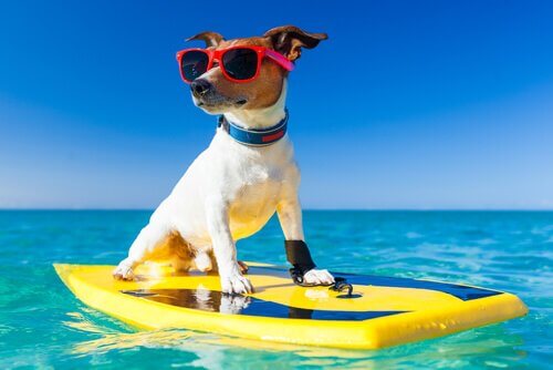 Cachorro de óculos escuros em prancha de surf