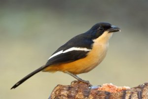 Turismo de observação de aves: 9 lugares lindos