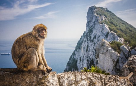 Macaco-de-Gibraltar: características, comportamento e habitat
