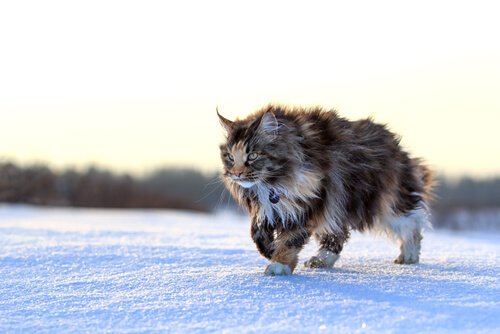 Maine-coon