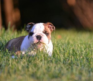 Medicamentos naturais para animais de estimação