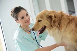  Megaesôfago em cães: sintomas e tratamento