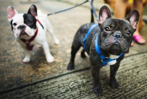 Qual é a melhor hora para passear com o cachorro?