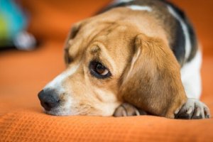 Por que meu cachorro não tem energia como antes?