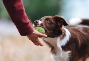 Cão possessivo com brinquedos: como evitar