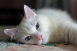 5 músicas dedicadas aos animais de estimação