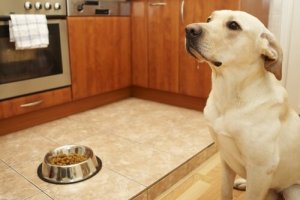 Por que não devemos permitir animais na cozinha?