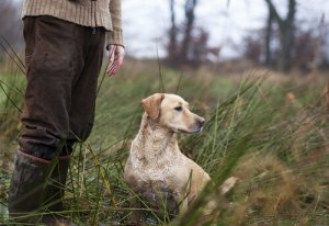 Nomes para cães de caça