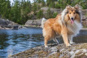 Nomes para cães de pelos longos