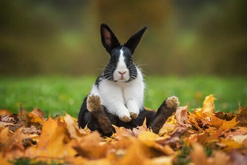Nomes para coelhos, originais e divertidos