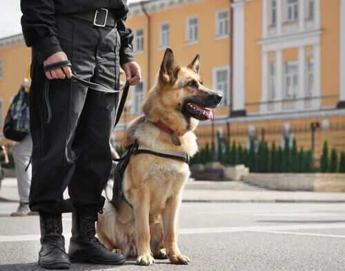 Cão policial