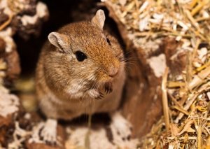 Nomes para gerbos muito originais e de origem egípcia e árabe
