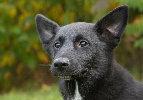 Características do cão de Canaã
