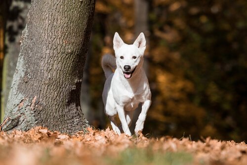 O cão de Canaã, selvagem por muitas gerações