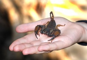 O que fazer se um escorpião te picar?