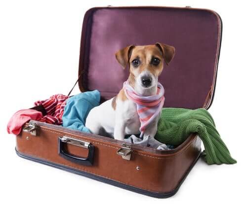 Viajar com cachorro: cachorro dentro de mala