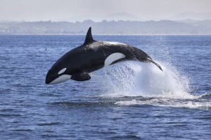 Quatro animais que vivem na Antártida