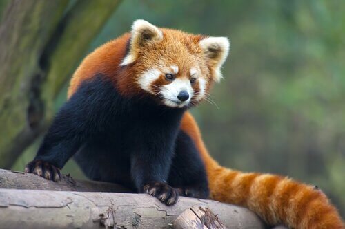 animais da china panda vermelho