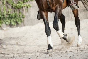 Tipos de membros em mamíferos: saiba mais