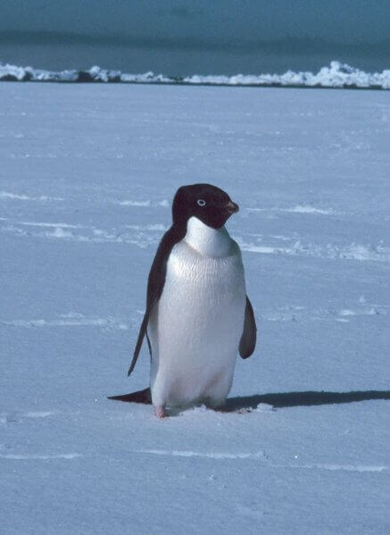Pinguim Adelaide