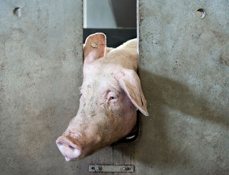 Porco em sofrimento