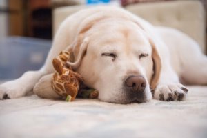 Problemas para dormir do seu animal de estimação