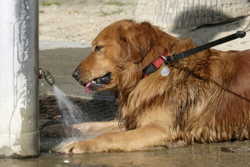 cães no verão