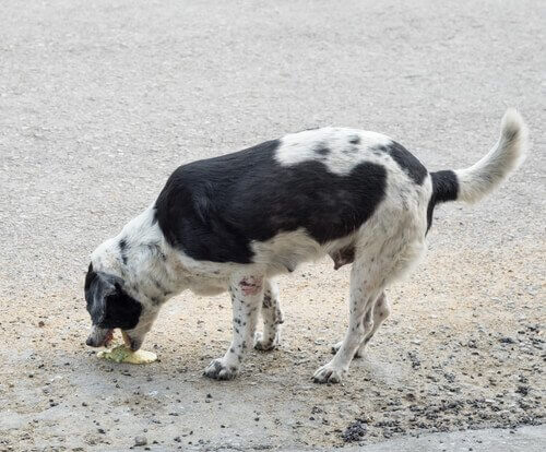Cão comendo isca em parque