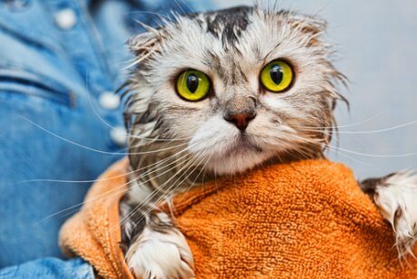 Quando dar banho em seu gato?