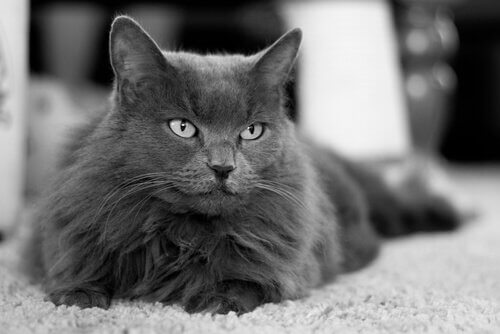 Gato Nebelung