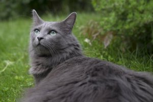 Gato Nebelung