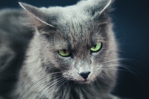 Gato Nebelung